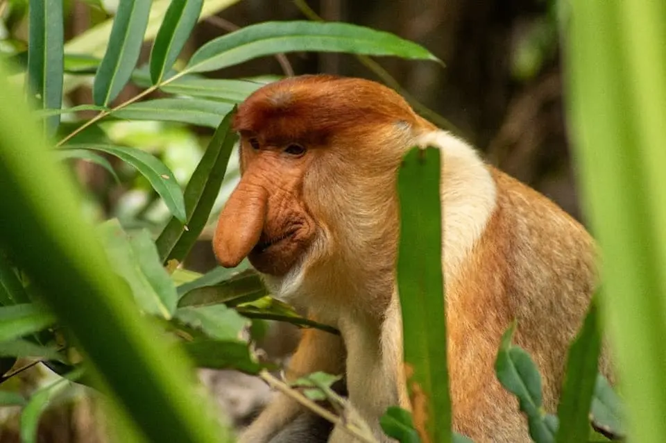 A proboscis monkey spotted during a Kinabatangan River cruise in Sabah – wildlife experience with our tour agency to Malaysia.