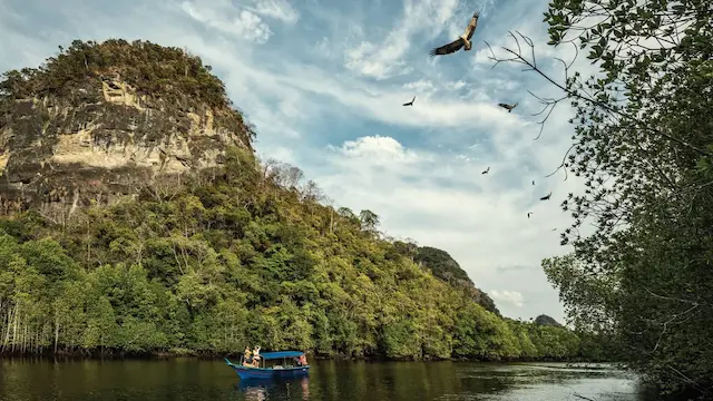 Eagles soaring above the mangroves during a Kilim Geoforest Park boat tour in Langkawi.
