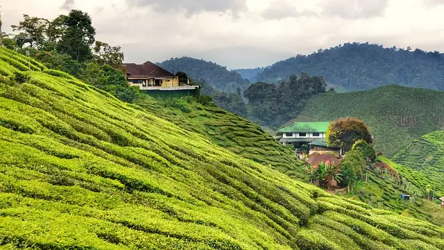 Sweeping tea plantations in the Cameron Highlands, a scenic stop on our Singapore and Malaysia itinerary.