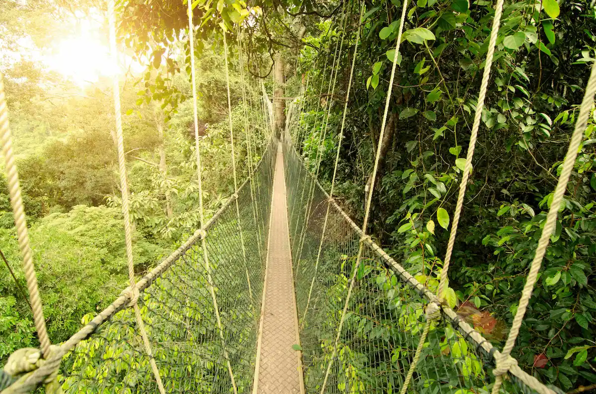 The New Canopy Walkway & Lata Berkoh